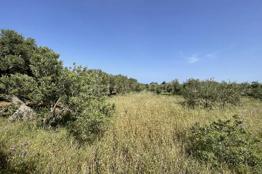 Agricolo in vendita di 3.300 mq a €29.000 (rif. 10/2025)