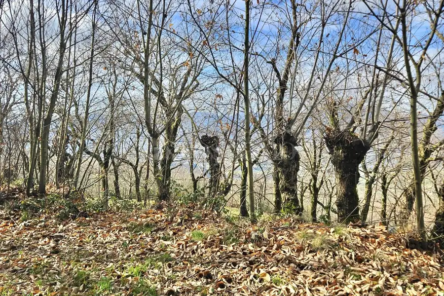 Agricolo in vendita di 4.600 mq a €18.000 (rif. 26/2026)