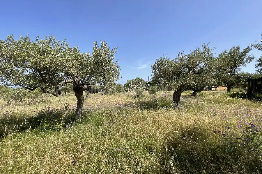 Agricolo in vendita di 3.300 mq a €28.000 (rif. 10/2025)