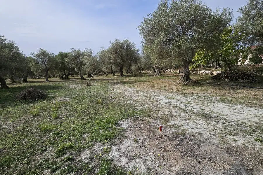 Edificabile Residenziali in vendita di 10.000 mq a €99.000 (rif. 176/2025)