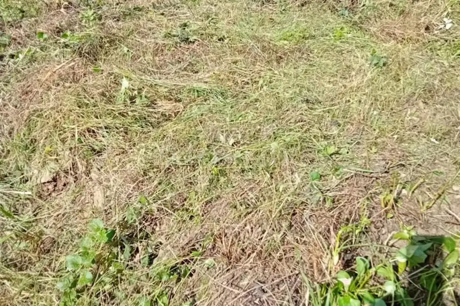 Agricolo in vendita di 5.169 mq a €28.000 (rif. 7/2021)