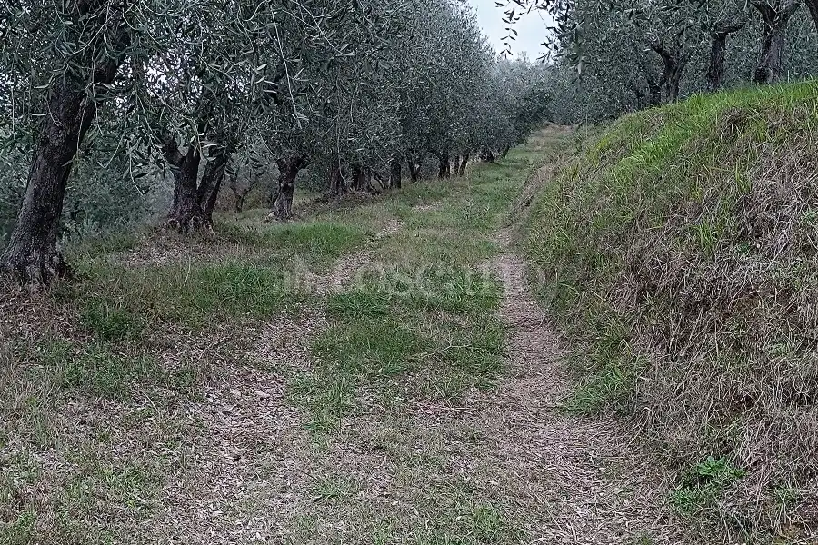 Agricolo in vendita di 15.000 mq a €30.000 (rif. 18/2025)