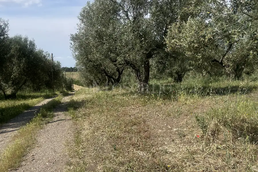 Agricolo in vendita di 60.000 mq a €170.000 (rif. 25/2026)