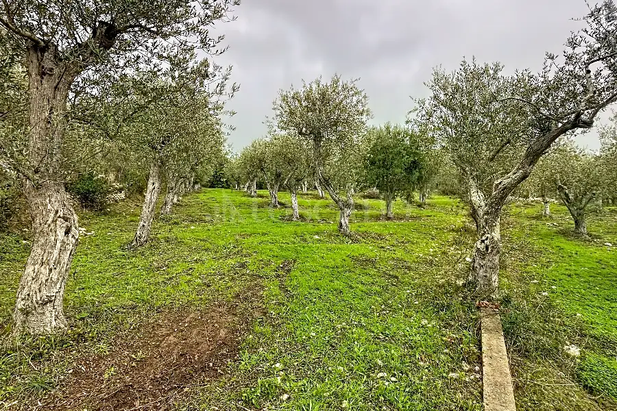 Agricolo in vendita di 4.000 mq a €42.000 (rif. 207/2025)