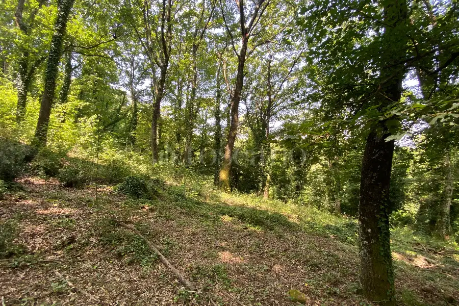 Agricolo in vendita di 5.000 mq a €19.000 (rif. 36/2025)