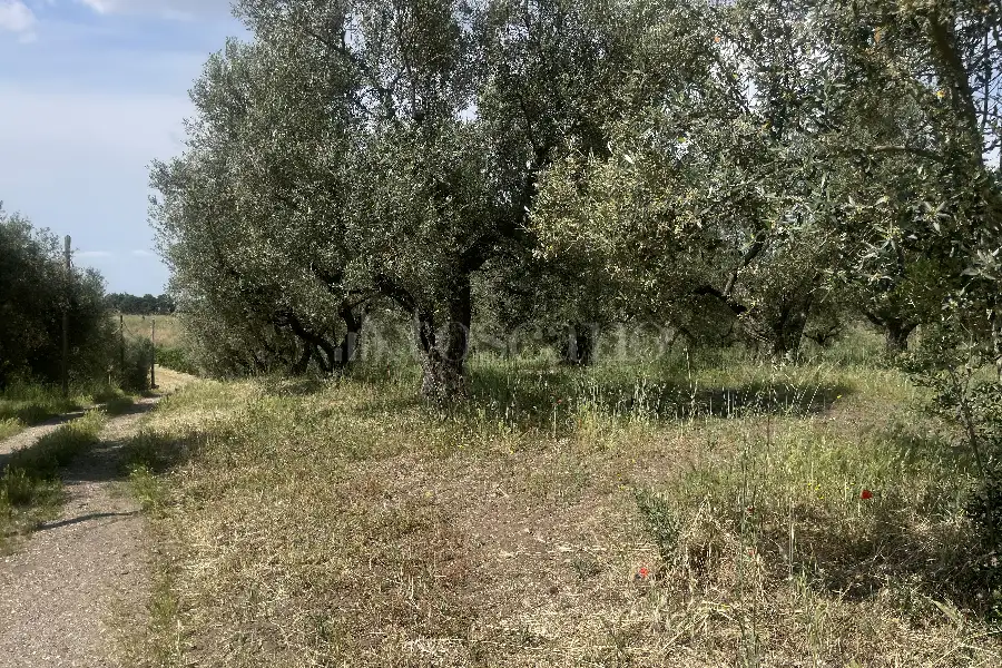 Agricolo in vendita di 60.000 mq a €170.000 (rif. 25/2026)