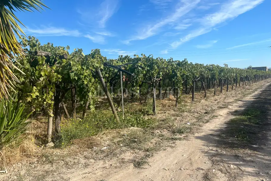 Agricolo in vendita di 7.000 mq a €69.000 (rif. 54/2025)