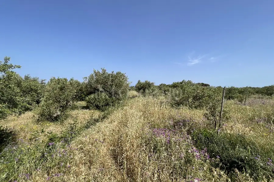 Agricolo in vendita di 3.300 mq a €28.000 (rif. 10/2025)