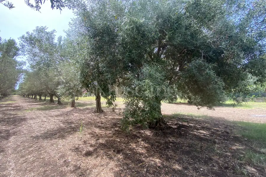 Villa in vendita di 100 mq a €200.000 (rif. 67/2024)