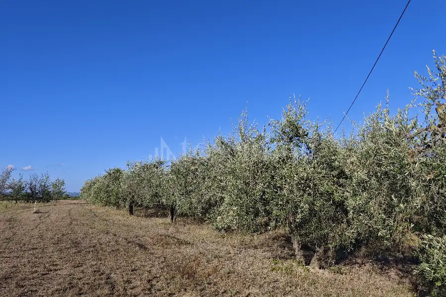 Agricolo in vendita di 2.800 mq a €21.000 (rif. 23/2026)