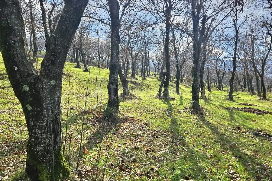 Agricolo in vendita di 4.600 mq a €18.000 (rif. 26/2026)