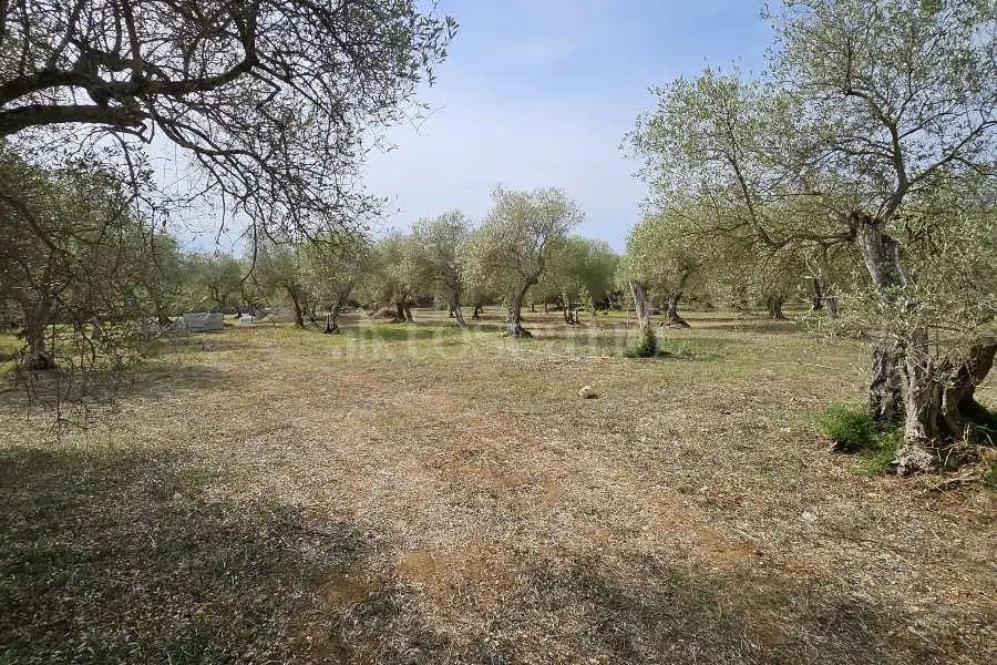 Edificabile Residenziali in vendita di 10.000 mq a €99.000 (rif. 176/2025)