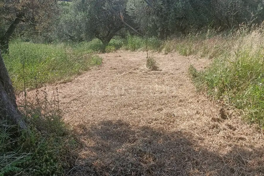 Agricolo in vendita di 12.000 mq a €89.500 (rif. 31/2025)
