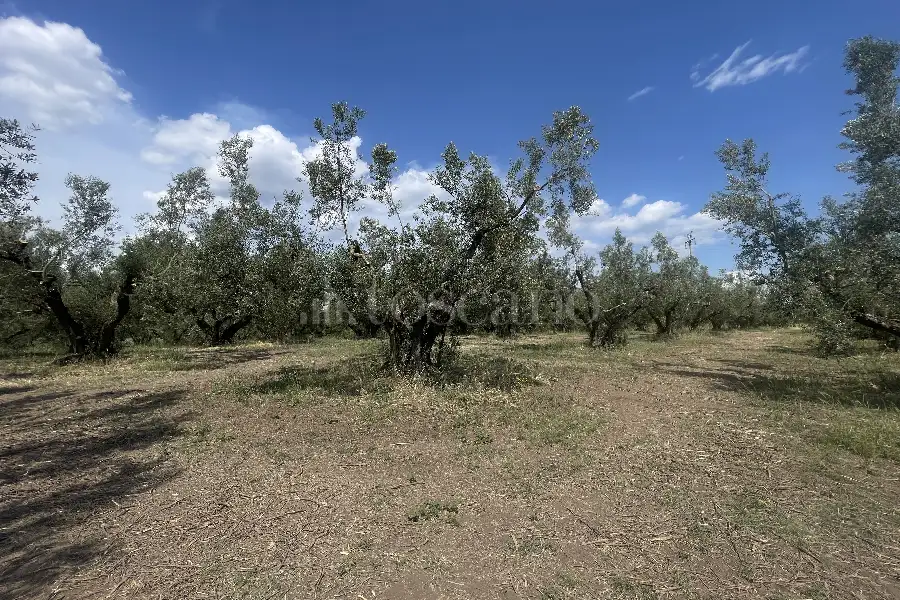 Agricolo in vendita di 60.000 mq a €170.000 (rif. 25/2026)