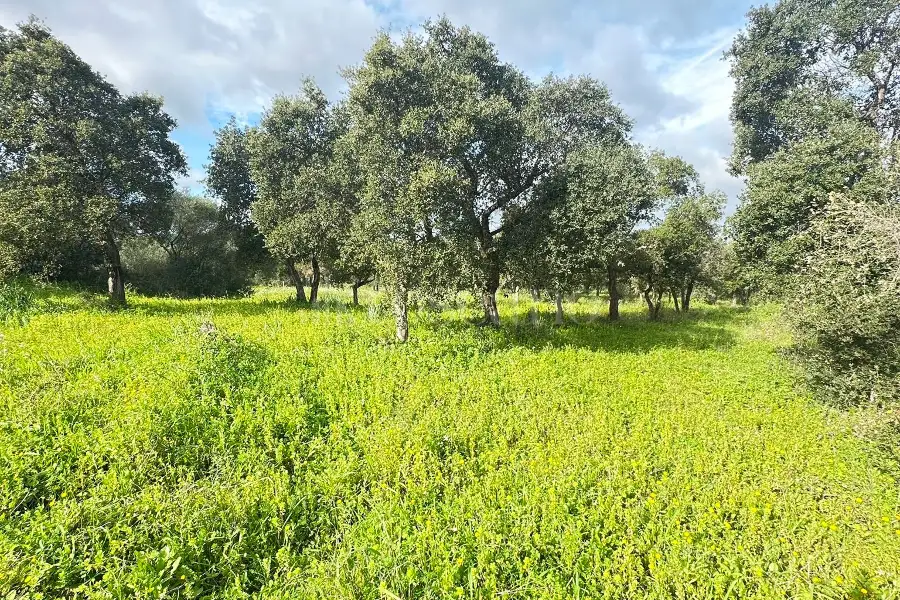 Edificabile Residenziali in vendita di 800 mq a €110.000 (rif. 2/2026)