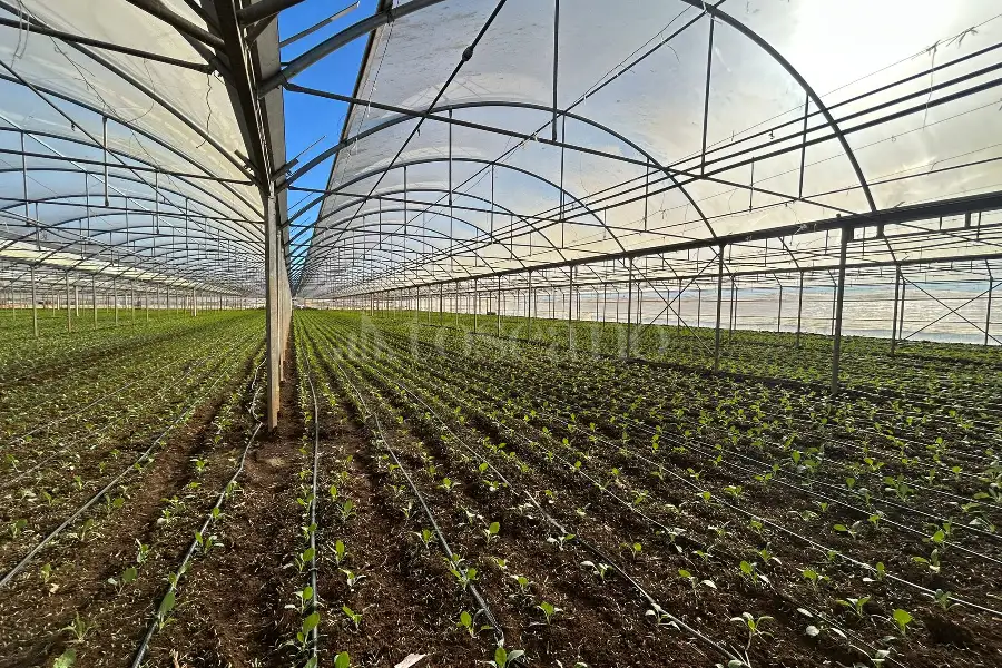 Agricolo in affitto di 50.000 mq a €80.000 (rif. 4/2026)