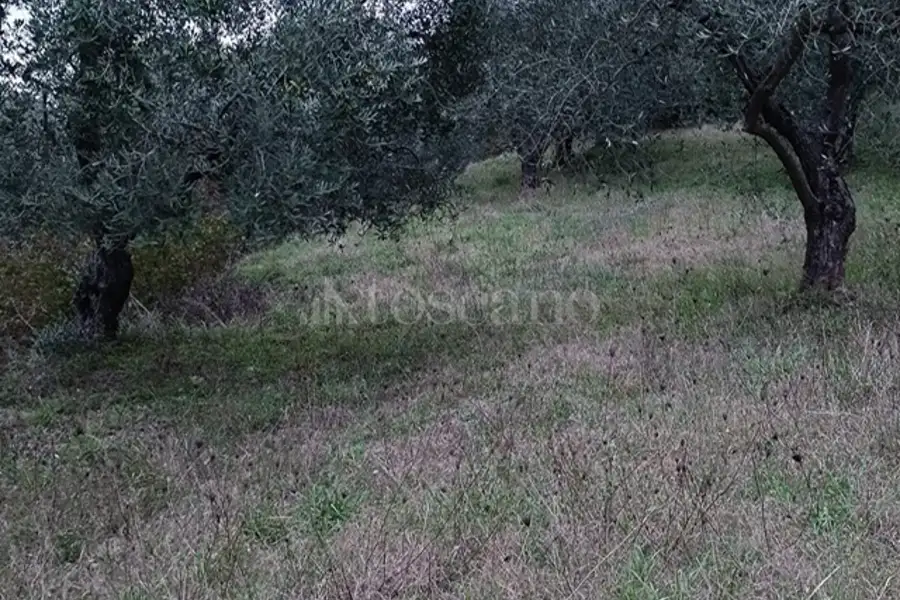 Agricolo in vendita di 15.000 mq a €30.000 (rif. 18/2025)