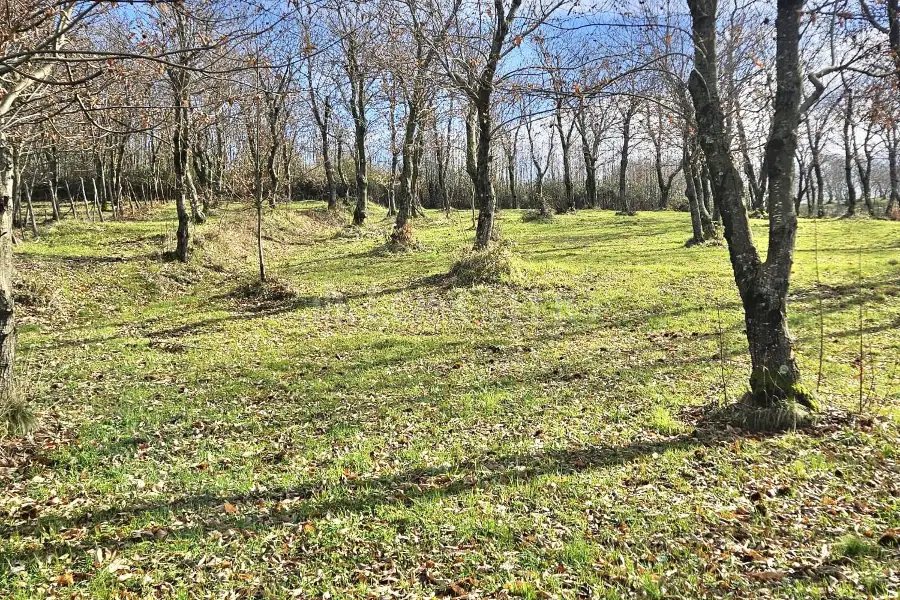 Agricolo in vendita di 4.600 mq a €18.000 (rif. 26/2026)