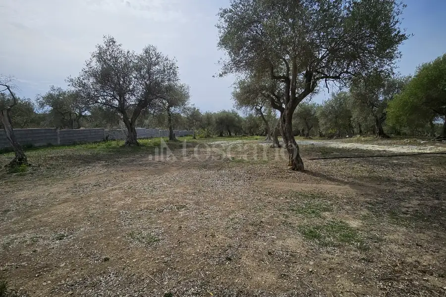Edificabile Residenziali in vendita di 10.000 mq a €99.000 (rif. 176/2025)