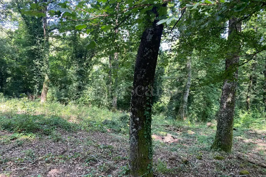 Agricolo in vendita di 5.000 mq a €19.000 (rif. 36/2025)