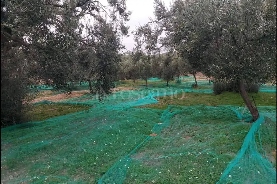 Agricolo in vendita di 16.750 mq a €59.000 (rif. 13/2026)