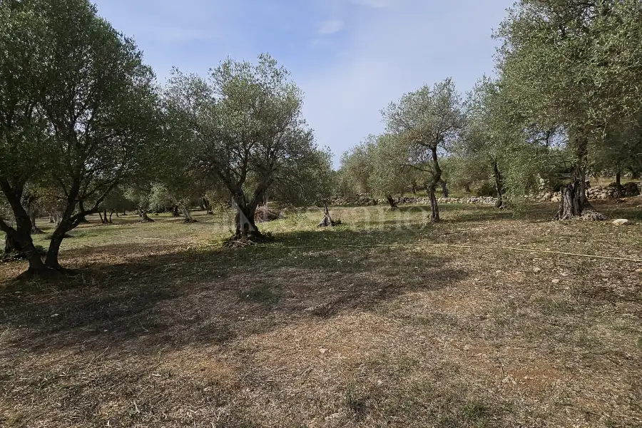 Edificabile Residenziali in vendita di 10.000 mq a €99.000 (rif. 176/2025)