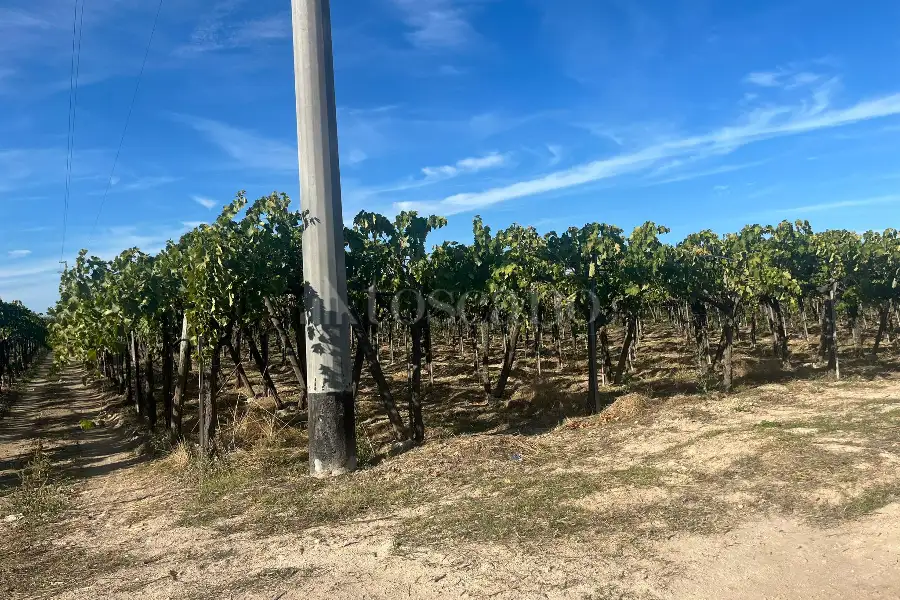 Agricolo in vendita di 7.000 mq a €69.000 (rif. 54/2025)