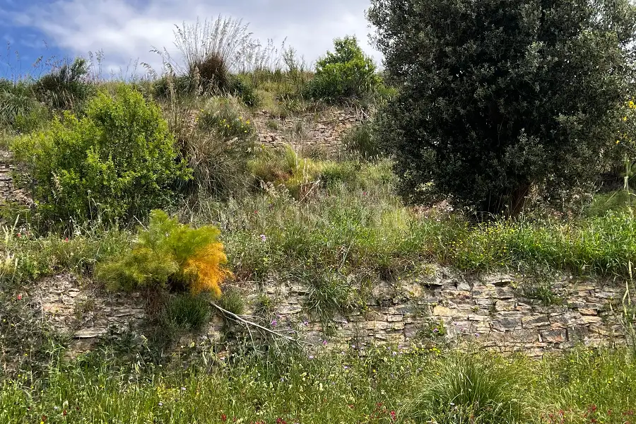 Agricolo in vendita di 16.750 mq a €59.000 (rif. 13/2026)