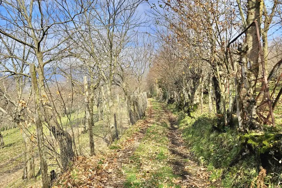 Agricolo in vendita di 4.600 mq a €18.000 (rif. 26/2026)
