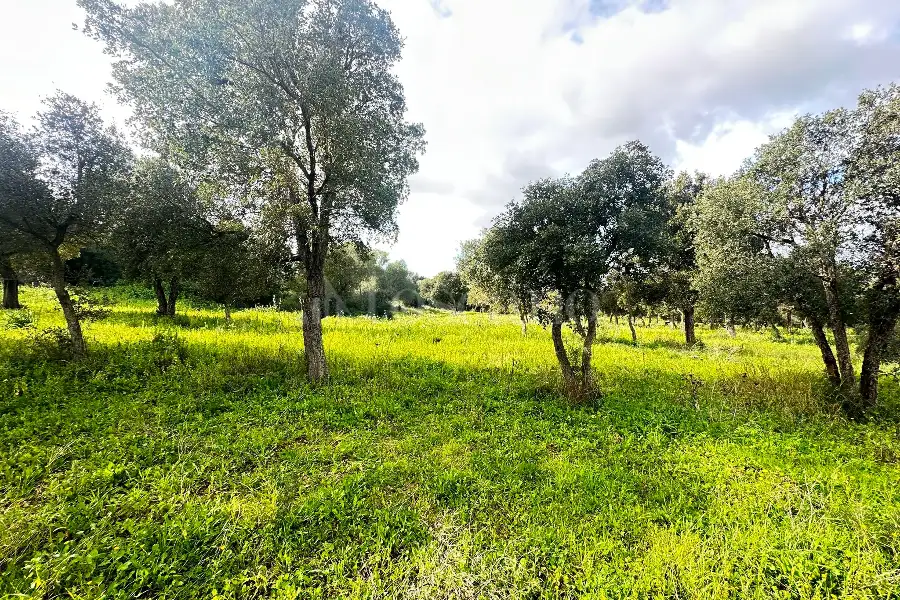 Edificabile Residenziali in vendita di 800 mq a €100.000 (rif. 2/2026)