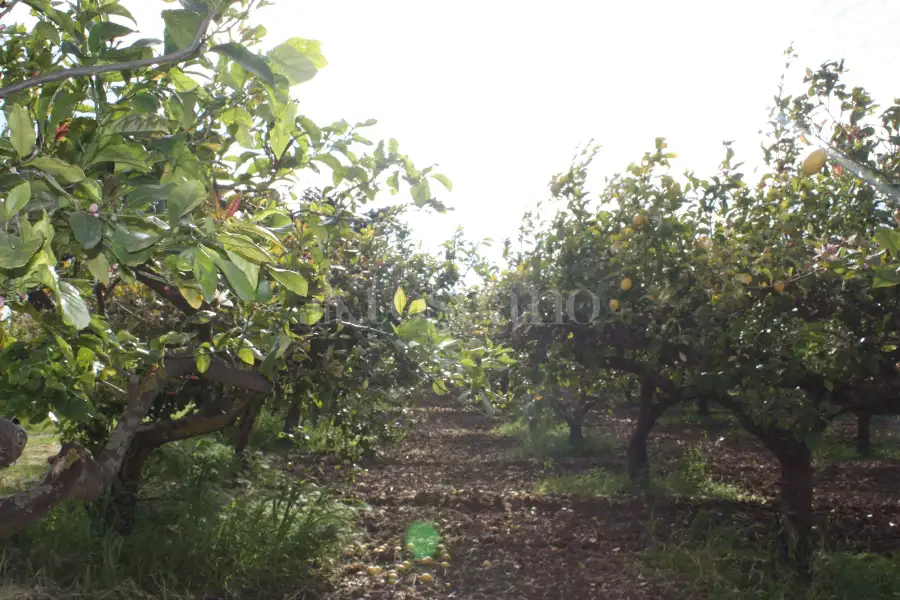 Agricolo in vendita di 14.880 mq a €108.000 (rif. 27/2026)