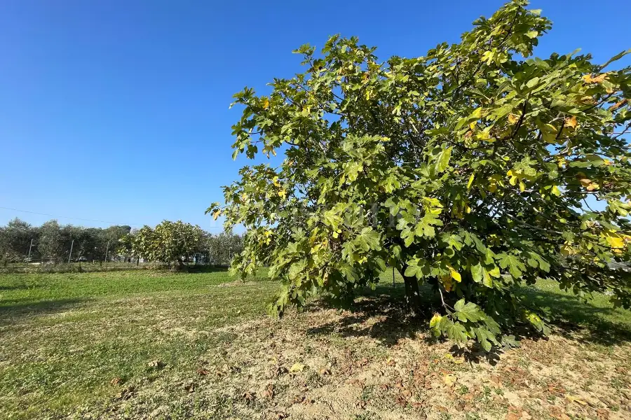Agricolo in vendita di 1.288 mq a €37.000 (rif. 59/2025)