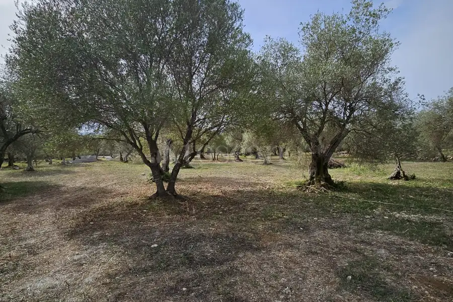 Edificabile Residenziali in vendita di 10.000 mq a €99.000 (rif. 176/2025)