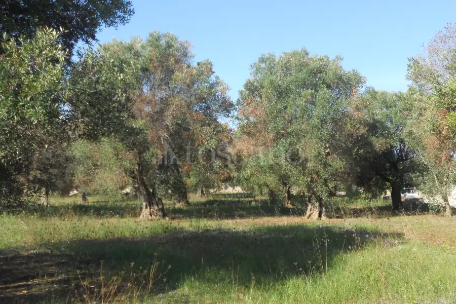 Edificabile Residenziali in vendita di 43.364 mq a €2.200.000 (rif. 20/2026)