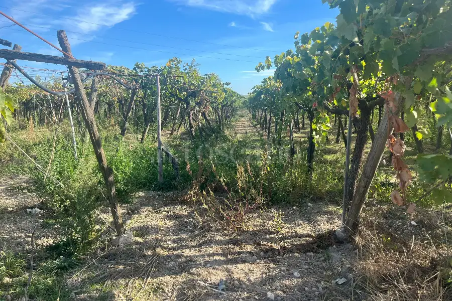 Agricolo in vendita di 7.000 mq a €69.000 (rif. 54/2025)