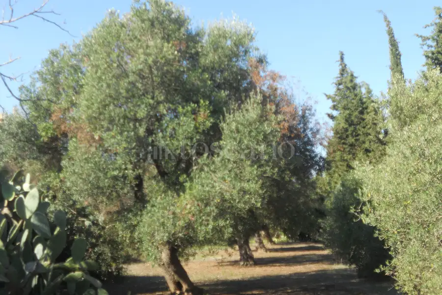 Edificabile Residenziali in vendita di 43.364 mq a €2.200.000 (rif. 20/2026)