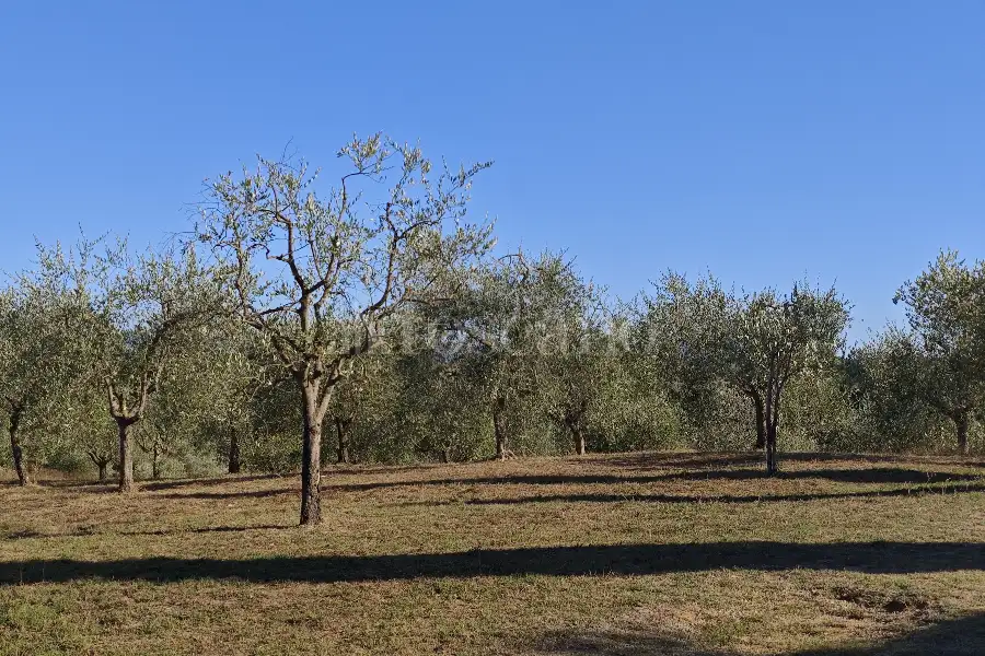 Agricolo in vendita di 20.000 mq a €80.000 (rif. 24/2026)