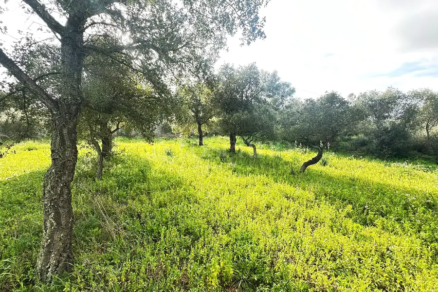 Edificabile Residenziali in vendita di 800 mq a €100.000 (rif. 2/2026)