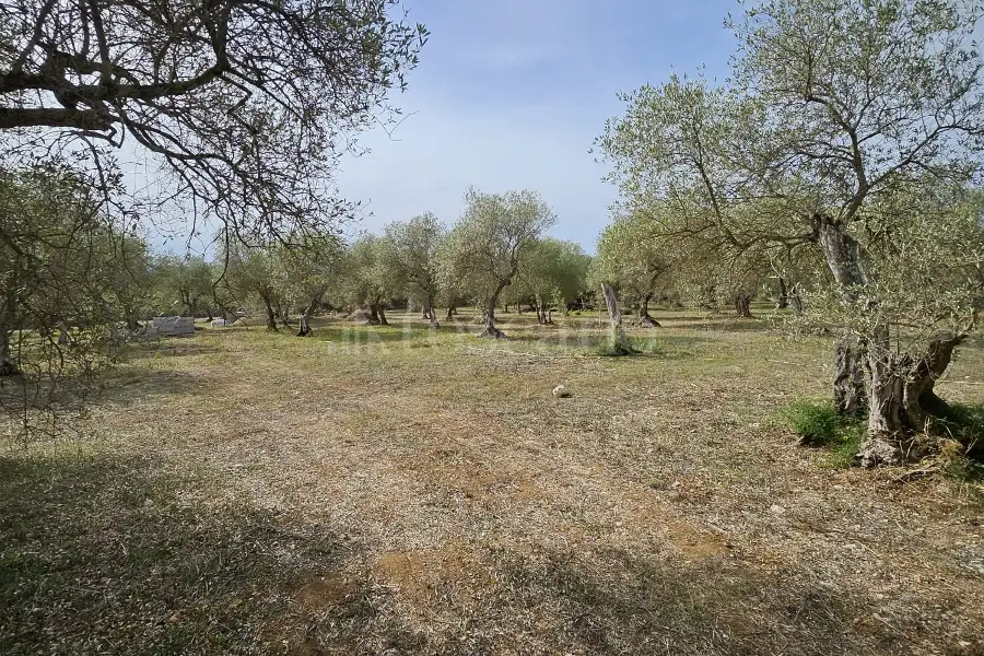 Edificabile Residenziali in vendita di 10.000 mq a €99.000 (rif. 176/2025)