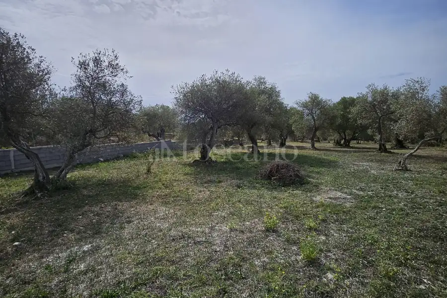 Edificabile Residenziali in vendita di 10.000 mq a €99.000 (rif. 176/2025)