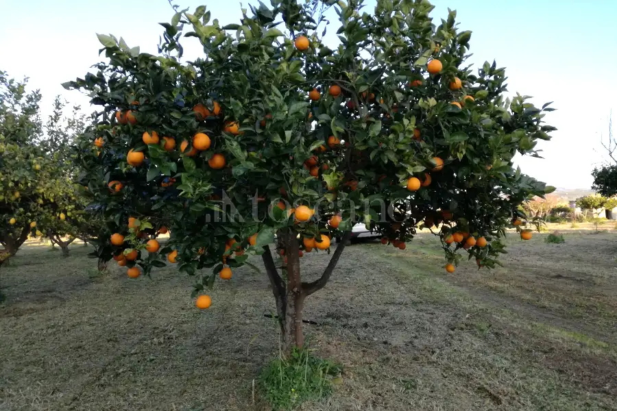 Agricolo in vendita di 14.880 mq a €108.000 (rif. 27/2026)