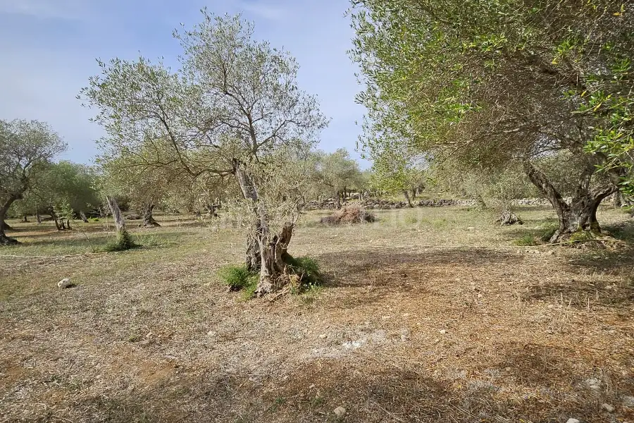 Edificabile Residenziali in vendita di 10.000 mq a €99.000 (rif. 176/2025)
