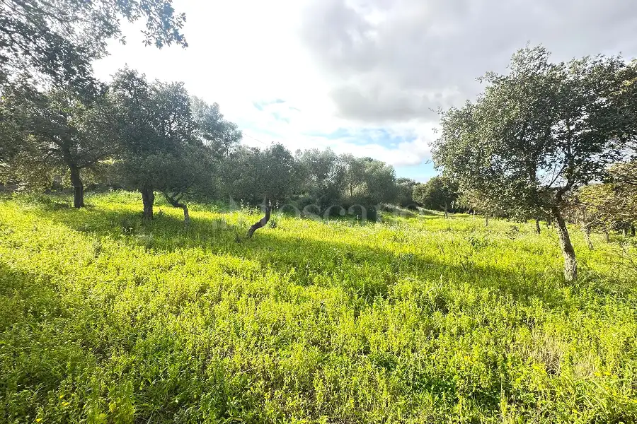 Edificabile Residenziali in vendita di 800 mq a €100.000 (rif. 2/2026)