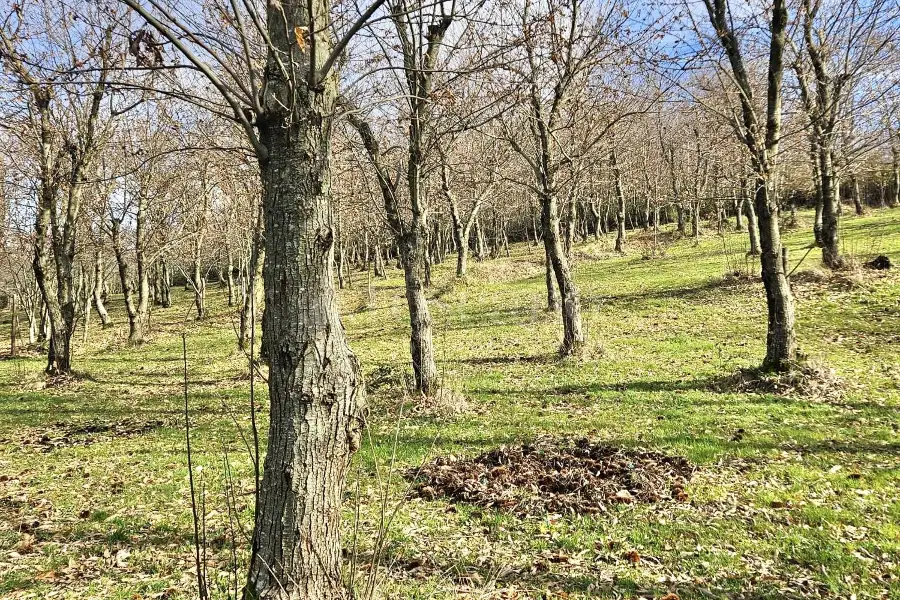 Agricolo in vendita di 4.600 mq a €18.000 (rif. 26/2026)