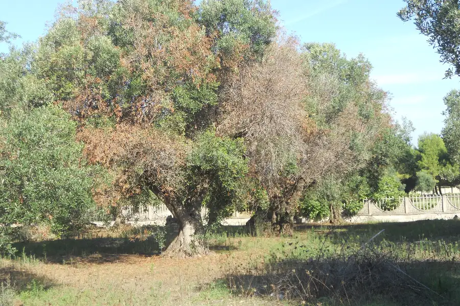 Edificabile Residenziali in vendita di 43.364 mq a €2.200.000 (rif. 20/2026)