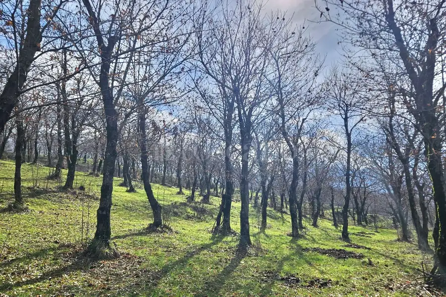 Agricolo in vendita di 4.600 mq a €18.000 (rif. 26/2026)