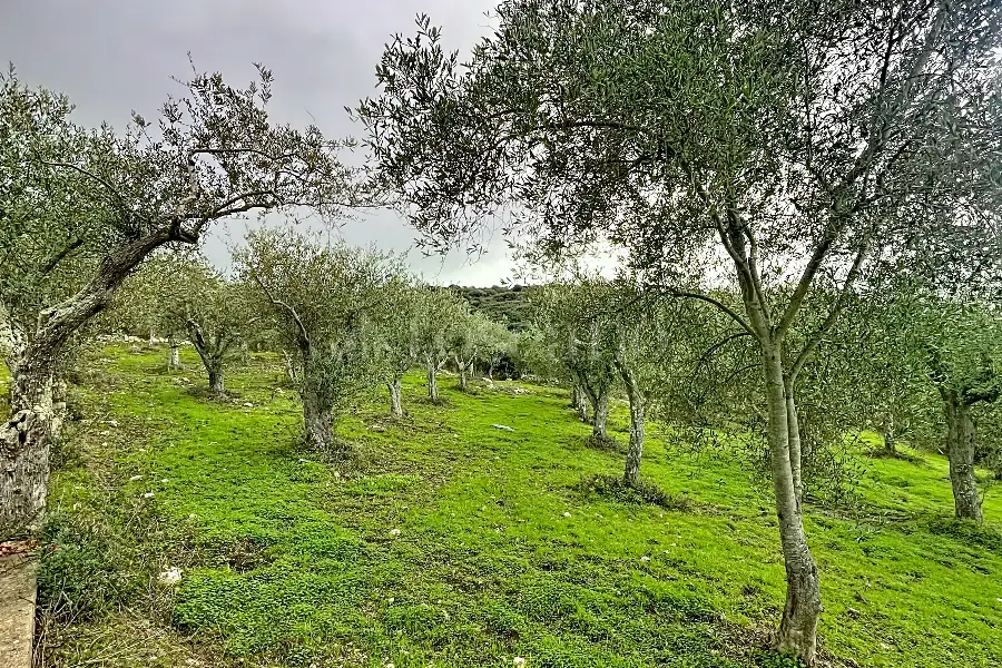 Agricolo in vendita di 4.000 mq a €42.000 (rif. 207/2025)