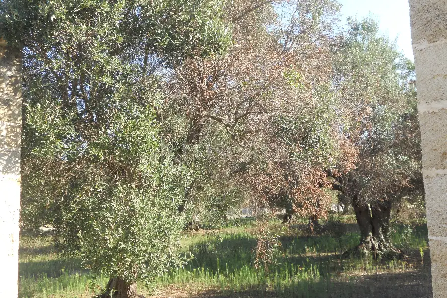 Edificabile Residenziali in vendita di 43.364 mq a €2.200.000 (rif. 20/2026)