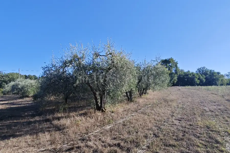 Agricolo in vendita di 2.800 mq a €21.000 (rif. 23/2026)