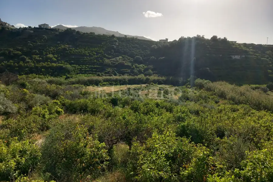 Agricolo in vendita di 1.500 mq a €6.000 (rif. 7/2024)